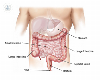 intestine diagram