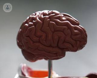 model of a brain for neurology patients