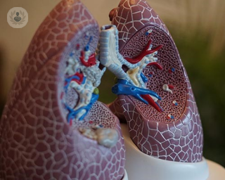 A model of lungs 