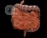 A digital image of the digestive system from start to end.