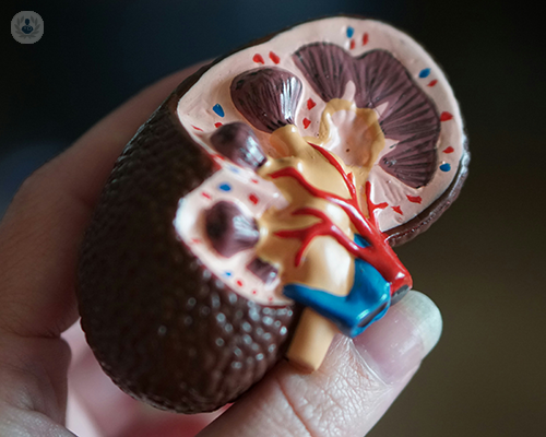 A 3D model of the kidney.