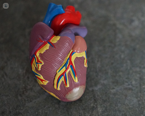 A model of the human heart, the organ at the source sudden death.