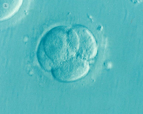 A microscopic view of a human embryo