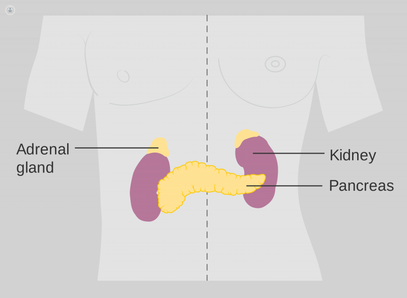 Diagram of the adrenal gland which can be affected by Conn's syndrome