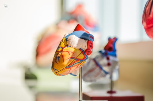 Scientific model of a heart 