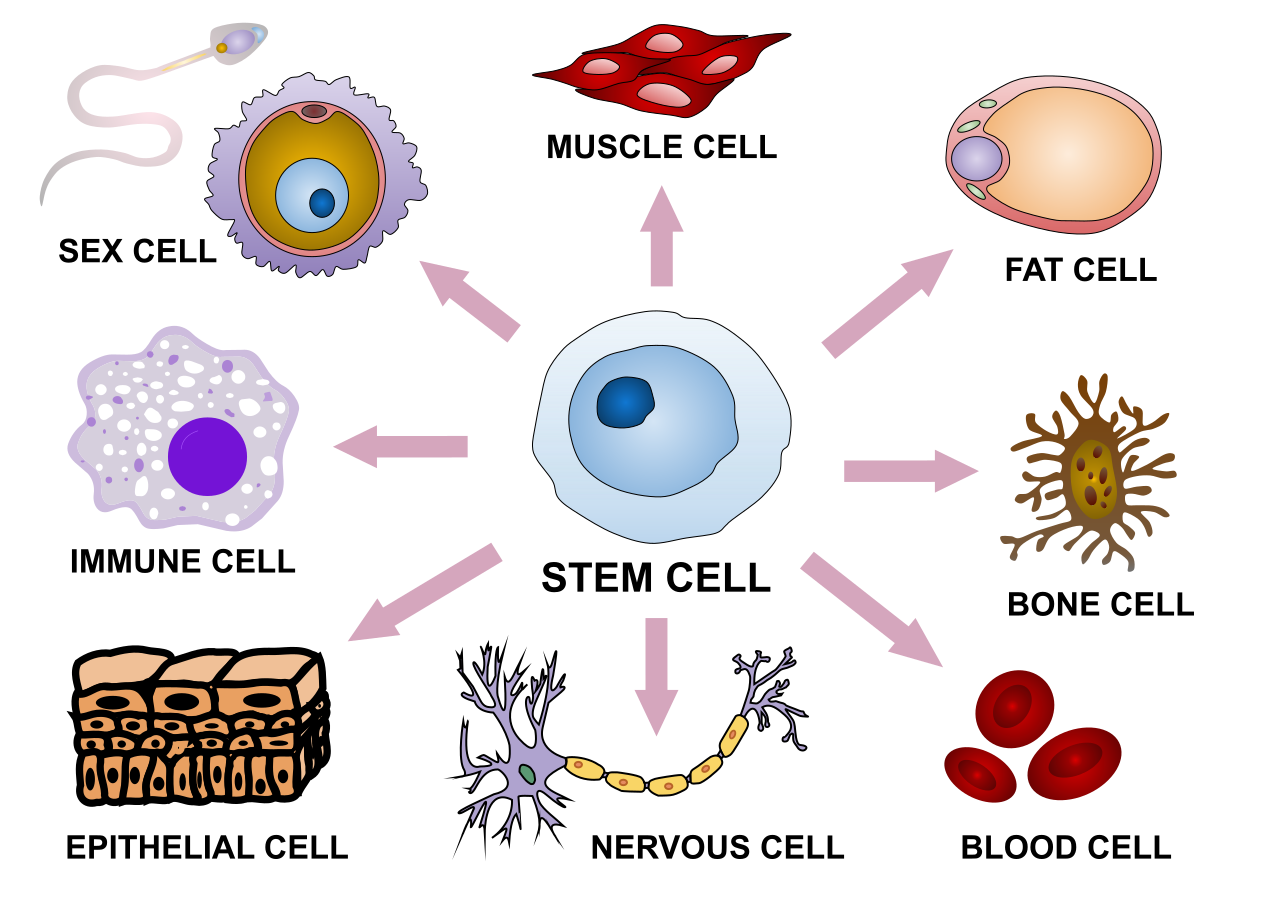 Stem cells and all the other types of cells they can differentiate into.