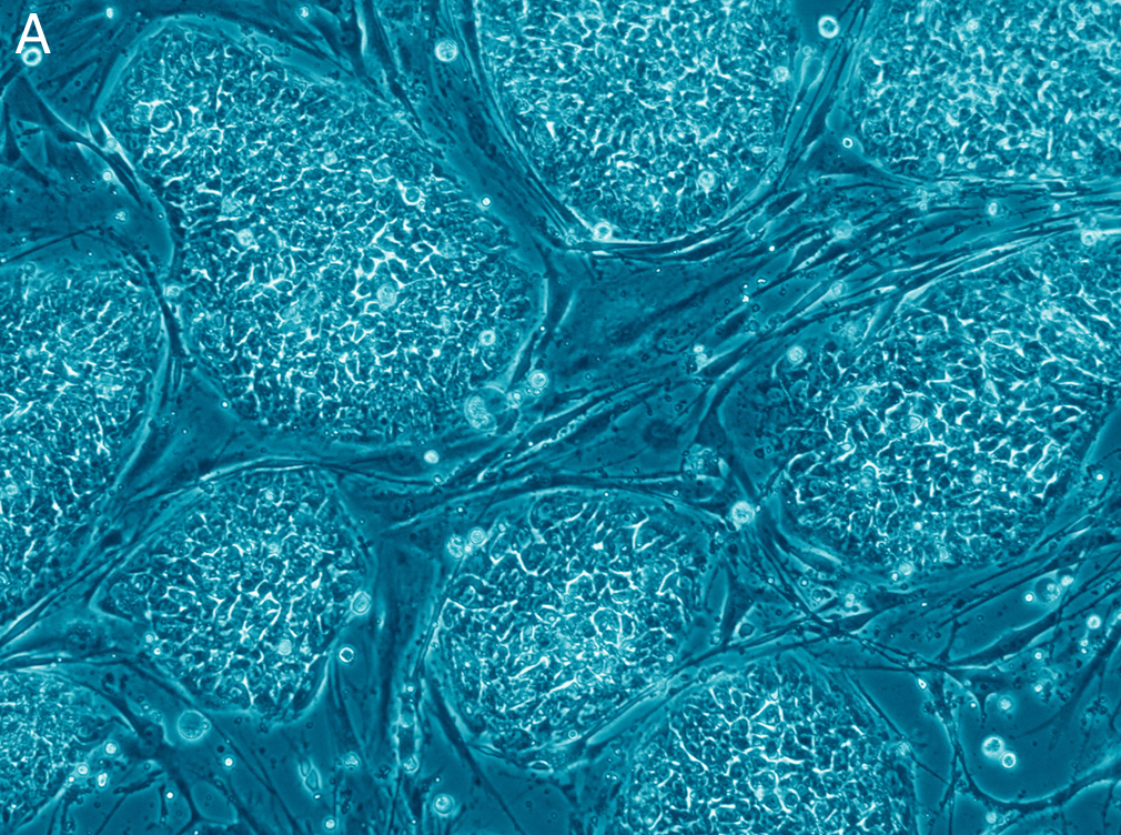 Human stem cells