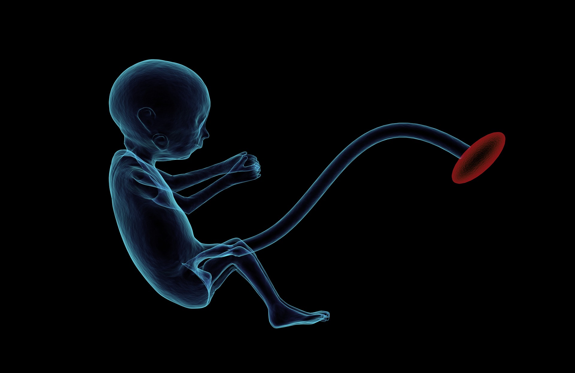 Foetus and umbilical cord containing cord blood stem cells