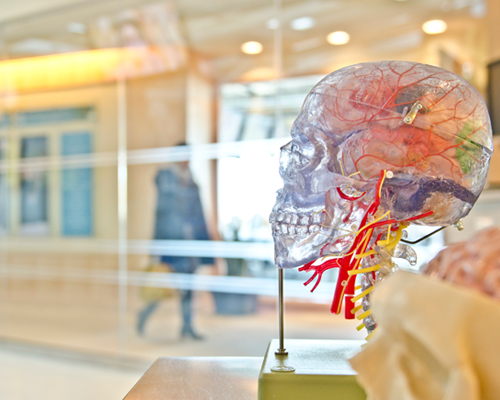 World Health Day 2023: Glass model of a skull with colourful representation of a brain and the top of the spinal cord inside, to represent neurology.