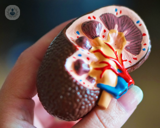 Hand holding model of a kidney