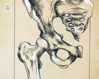 anatomical drawing of the pelvis