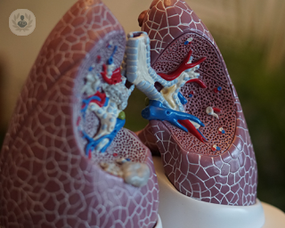 A 3D model of a pair of lungs