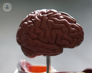 A 3D model of the human brain