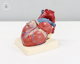 A model of a heart. 