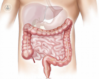 A diagram of the digestive system