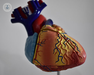 A model of the heart. 