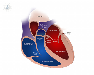 A diagram of the heart