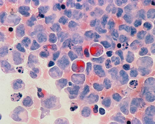 A group of blood cells