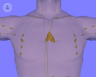 What is the thymus gland?