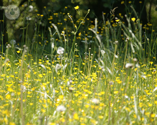 an image of a meadow