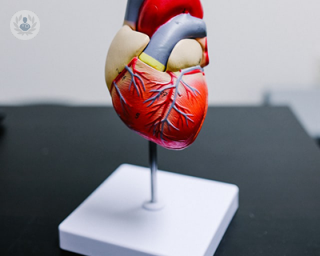 heart model