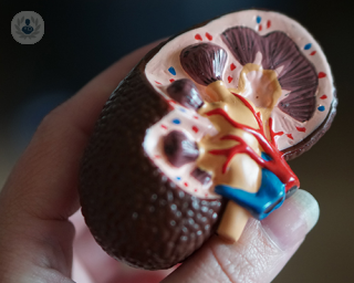A picture of a small kidney