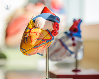 A 3d model of the human heart