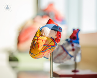 A model of the heart.