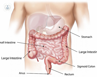 medical diagram of the intestinal tract
