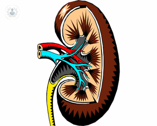A diagram of a kidney. 
