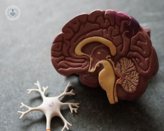 Brain and nerve plastic model.