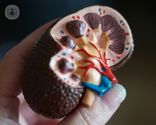 A 3D model of a kidney.