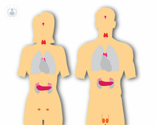 Diagram of the endocrine system