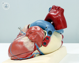 A model of a heart