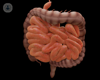 A digital image of the digestive system from start to end.