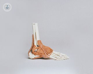 Model of human foot displaying bones and muscles