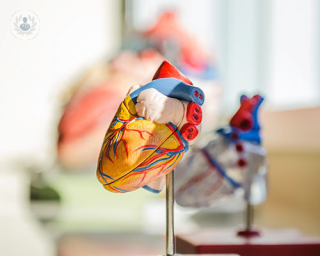 An anatomical model of the human heart. 