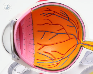 A 3D model of the inside of the eye