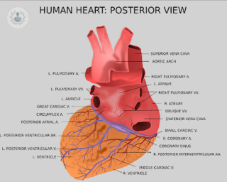 heart diagram