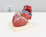 A model of the heart