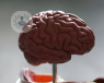 A 3D model of the human brain