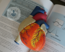 A 3D model of the heart