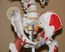 A 3D skeletal diagram of the hip