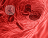 Digital illustration of blood cells in blood vessel, which can be affected by anaemia