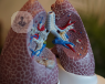 A 3D model of the lungs