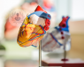 A 3d model of the human heart