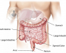 medical diagram of the intestinal tract
