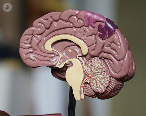 A 3D model of the brain.
