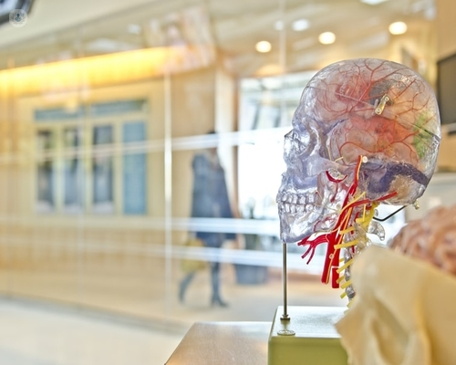 Model image of a brain 