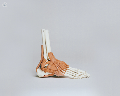 Model of an ankle, which can be affected by ankle arthritis